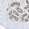 Methyltransferase Like 6 antibody, HPA035166, Atlas Antibodies, Immunohistochemistry frozen image 