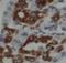 Serpin Family A Member 4 antibody, FNab04461, FineTest, Immunohistochemistry frozen image 