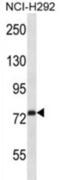 Rabphilin 3A antibody, abx027819, Abbexa, Western Blot image 