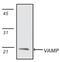 Vesicle-associated membrane protein 2 antibody, ADI-VAM-SV014-C, Enzo Life Sciences, Western Blot image 