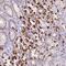 HPS4 Biogenesis Of Lysosomal Organelles Complex 3 Subunit 2 antibody, NBP2-31898, Novus Biologicals, Immunohistochemistry frozen image 