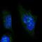 Nucleolar Protein 6 antibody, NBP2-47353, Novus Biologicals, Immunofluorescence image 
