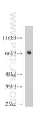 Blood Vessel Epicardial Substance antibody, 12920-1-AP, Proteintech Group, Western Blot image 