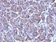 Golgi Zone antibody, V2338-100UG, NSJ Bioreagents, Immunohistochemistry paraffin image 