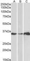 LIM And SH3 Protein 1 antibody, MBS421007, MyBioSource, Western Blot image 