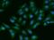 Acylphosphatase 1 antibody, 201777-T02, Sino Biological, Immunohistochemistry frozen image 