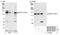 5-azacytidine-induced protein 1 antibody, NB100-68227, Novus Biologicals, Western Blot image 