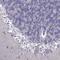 Protocadherin Alpha 6 antibody, NBP2-69060, Novus Biologicals, Immunohistochemistry frozen image 
