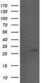 Src-like-adapter 2 antibody, CF505152, Origene, Western Blot image 