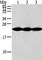 NADH:Ubiquinone Oxidoreductase Subunit B10 antibody, PA5-51179, Invitrogen Antibodies, Western Blot image 