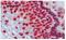 Prelamin-A/C antibody, BM4500, Origene, Immunohistochemistry frozen image 