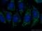 Endoplasmic reticulum aminopeptidase 2 antibody, 14637-1-AP, Proteintech Group, Immunofluorescence image 