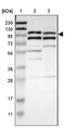 Mitogen-Activated Protein Kinase Kinase Kinase 21 antibody, NBP1-90950, Novus Biologicals, Immunohistochemistry frozen image 