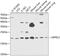 GrpE Like 2, Mitochondrial antibody, GTX33230, GeneTex, Western Blot image 