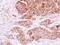 ES1 protein homolog, mitochondrial antibody, NBP2-15645, Novus Biologicals, Immunohistochemistry frozen image 