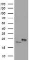 Dihydrofolate Reductase 2 antibody, TA503259, Origene, Western Blot image 