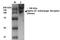 LDL Receptor Related Protein 4 antibody, orb99087, Biorbyt, Western Blot image 