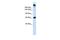 Sucrase-isomaltase, intestinal antibody, GTX46620, GeneTex, Western Blot image 