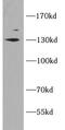 Solute carrier family 12 member 4 antibody, FNab07907, FineTest, Western Blot image 