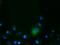 CD80 Molecule antibody, GTX84698, GeneTex, Immunofluorescence image 