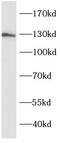 SLIT-ROBO Rho GTPase Activating Protein 1 antibody, FNab08224, FineTest, Western Blot image 