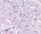 Limpii antibody, PA5-20544, Invitrogen Antibodies, Immunohistochemistry frozen image 