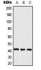 Mitogen-Activated Protein Kinase 1 antibody, LS-C354068, Lifespan Biosciences, Western Blot image 