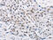 Tripartite Motif Containing 63 antibody, CSB-PA168065, Cusabio, Immunohistochemistry paraffin image 