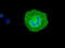 Synaptic vesicular amine transporter antibody, TA500506, Origene, Immunofluorescence image 