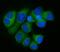 60S ribosomal protein L32 antibody, A06487-1, Boster Biological Technology, Immunofluorescence image 