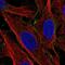 Lactase Like antibody, NBP2-57392, Novus Biologicals, Immunofluorescence image 