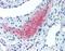 Left-Right Determination Factor 2 antibody, orb88273, Biorbyt, Immunohistochemistry paraffin image 