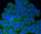 Protein Phosphatase 2 Catalytic Subunit Beta antibody, A07661Y307, Boster Biological Technology, Immunocytochemistry image 