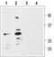 proBDNF antibody, TA328614, Origene, Western Blot image 