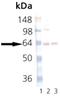Synaptotagmin 1 antibody, M02314, Boster Biological Technology, Western Blot image 