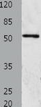 GDNF family receptor alpha-1 antibody, TA322639, Origene, Western Blot image 