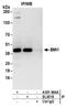 BMI1 Proto-Oncogene, Polycomb Ring Finger antibody, A301-694A, Bethyl Labs, Immunoprecipitation image 
