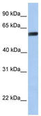 Yes Associated Protein 1 antibody, TA339696, Origene, Western Blot image 