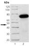 Mitogen-Activated Protein Kinase Kinase 1 antibody, ADI-905-635-100, Enzo Life Sciences, Western Blot image 