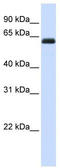 Kirre Like Nephrin Family Adhesion Molecule 2 antibody, TA339599, Origene, Western Blot image 