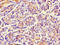 Microtubule Associated Protein 10 antibody, LS-C398647, Lifespan Biosciences, Immunohistochemistry paraffin image 