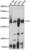 FLII Actin Remodeling Protein antibody, A15273, ABclonal Technology, Western Blot image 