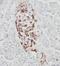 Ribosomal Protein L17 antibody, FNab07416, FineTest, Immunohistochemistry frozen image 