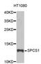Signal Peptidase Complex Subunit 1 antibody, STJ26785, St John