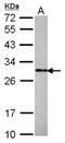 Phosphoethanolamine/phosphocholine phosphatase antibody, NBP2-19805, Novus Biologicals, Western Blot image 