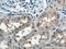 A-Kinase Anchoring Protein 11 antibody, 20034-1-AP, Proteintech Group, Immunohistochemistry paraffin image 