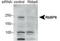 RB Binding Protein 6, Ubiquitin Ligase antibody, TA309830, Origene, Western Blot image 