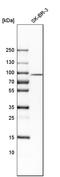 Scinderin antibody, HPA020518, Atlas Antibodies, Western Blot image 