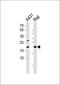 Histone H3 antibody, orb256598, Biorbyt, Western Blot image 