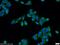 Protein Disulfide Isomerase Family A Member 6 antibody, 18233-1-AP, Proteintech Group, Immunofluorescence image 